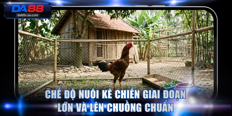 Chế độ nuôi kê chiến giai đoạn lớn và lên chuồng chuẩn