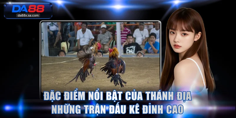 Đặc điểm nổi bật của thánh địa những trận đấu kê đỉnh cao