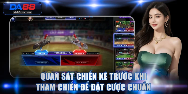 Quan sát chiến kê trước khi tham chiến để đặt cược chuẩn