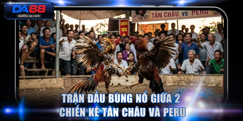 Trận đấu bùng nổ giữa 2 chiến kê Tân Châu và Peru